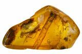 Moving Air Bubble and Plant Debris in Baltic Amber #173714-1